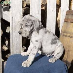 Blue Skye, Great Dane Puppy